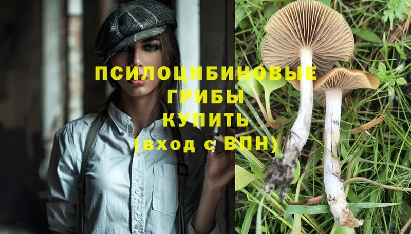 Псилоцибиновые грибы Psilocybe  наркота  Дедовск 